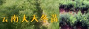 優(yōu)質(zhì)種苗批發(fā)：麗江天門(mén)冬種苗、麗江無(wú)刺花椒苗銷售