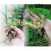 曲靖白芨種苗批發(fā)優(yōu)質小苗、馴化苗，白芨帶芽塊莖苗
