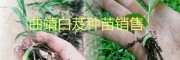 曲靖白芨小苗、馴化苗，白芨帶芽塊莖苗批發基地