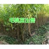 昭通桃苗批發-曲靖毛桃苗價格-貴州毛桃苗批發