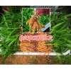 曲靖白芨栽培合作社，紫花白芨苗種植基地