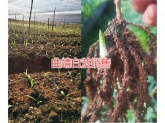 曲靖白芨栽培合作社，紫花白芨苗種植基地圖2