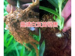 曲靖白芨種植技術(shù)&曲靖哪的白芨人工種植苗好？圖2