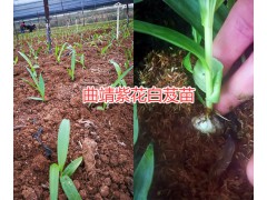 曲靖白芨種苗畝產高嗎？貴州哪的白芨苗技術好圖2