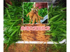 曲靖白芨種苗畝產高嗎？貴州哪的白芨苗技術好圖3