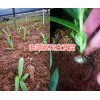 云南白芨苗價格哪里的質量好？曲靖大型白芨生產種植農場