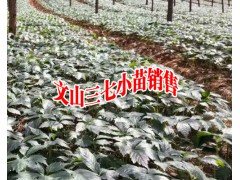 1.2年的文山三七苗哪里有銷售#今日三七小苗哪里好圖3