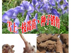 收購金鐵鎖根、紫花三叉白芨、冰球子圖1