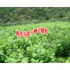 紫花三叉白芨、冰球子收購公司報(bào)價(jià)#紫花三叉白芨哪里求購