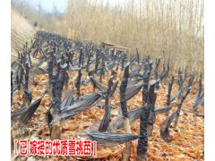 雪桃多少錢一斤#麗江雪桃價格#李子苗，紅梨苗，櫻花苗，櫻桃苗圖1