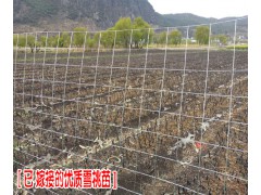 麗江雪桃苗好不好種植_麗江雪桃幾月上市成熟咨詢圖2