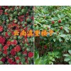 大理重樓采藥種植技術-保山哪里有出芽重樓苗賣？
