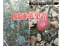 昭通蘋果苗多少錢一棵？貴州蘋果苗銷售-昆明蘋果苗圖2