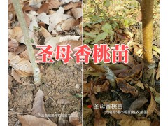昭通蜂糖李苗批發價格-云南哪有蜂糖李子苗-香桃苗銷售圖2