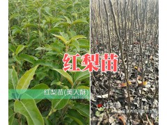 昭通蜂糖李苗批發價格-云南哪有蜂糖李子苗-香桃苗銷售圖3