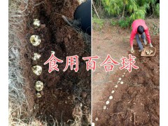 云南哪有藥用百合銷售？曲靖百合種植基地-新鮮百合銷售圖2