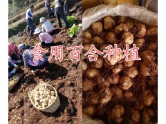 云南哪有藥用百合銷售？曲靖百合種植基地-新鮮百合銷售圖3