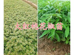 云南李子苗-曲靖黃金李子樹苗批發#大紅袍花椒苗圖2