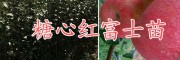 曲靖黃金李樹苗基地，自產(chǎn)自銷云南高產(chǎn)大紅袍花椒苗