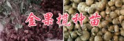 金果欖(地苦膽)價(jià)格多少錢(qián)一斤？2018金果欖種植的種子種苗
