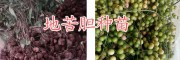 地苦膽（金果欖）種苗、種子銷(xiāo)售，普洱金果欖成品銷(xiāo)售