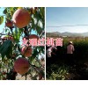 袋裝映霜紅桃苗批發&映霜紅桃樹苗的價格-大理桃苗商