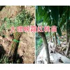 冬桃苗-大理漾濞哪有桃苗批發-桃樹苗批發商
