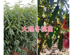 映霜紅桃苗-大理云龍縣哪里有映霜紅桃苗/紅桃苗基地