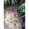砂仁種苗多少錢一斤?砂仁種植技術