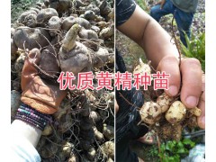 滇黃精苗的栽培技術-云南黃精苗銷售-普洱滇黃精塊莖苗圖3