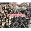 滇黃精苗批發價-普洱黃精苗、塊莖苗銷售14736739836
