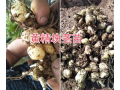 求購黃精種苗&黃精種苗價格，紅河/文山黃精苗銷售圖2