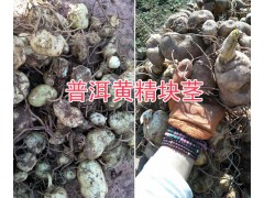 求購黃精種苗&黃精種苗價格，紅河/文山黃精苗銷售圖3