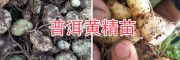 黃精塊莖種苗、滇黃精成品自產自銷-14736739836