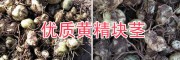 普洱白花黃精種苗，黃精塊莖苗產地自銷/14736739836