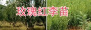 大理玫瑰李苗、脆紅李子樹苗批發(fā)，李子苗技術指導