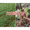 新鮮三七價格&新鮮三七規(guī)格-文山濕三七批發(fā)供應