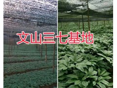 文山市三七栽培基地：銷售三七頭、三七花圖3