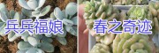 云南多肉植物基地在哪？多肉植物供應(yīng)商