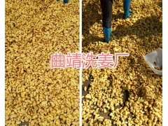 云南小黃姜干片%羅平縣永和農業種植專業合作社_干姜塊出售-羅平干姜圖3