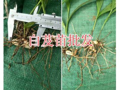 白芨目前市場(chǎng)價(jià)格*出芽白芨苗圖片-紅河白芨小苗銷(xiāo)售圖2