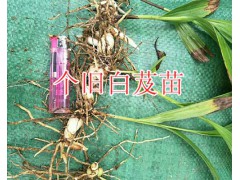 白芨目前市場(chǎng)價(jià)格*出芽白芨苗圖片-紅河白芨小苗銷(xiāo)售圖3