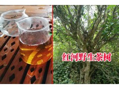 |古樹茶批發市場#紅河古樹茶特點| 云南古樹茶廠家供應圖2