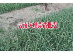 云南蒜苗品種有哪些_云南蒜苗圖片_彌渡云南蒜苗銷售圖1