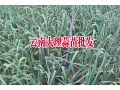 優質蒜苗上市_產地大理彌渡蒜苗促銷087164155848圖2