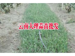 優質蒜苗上市_產地大理彌渡蒜苗促銷087164155848圖3