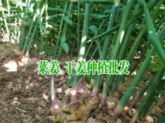 干姜(生姜)的價格行情動態_干姜批發價格圖3
