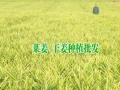 干姜塊價(jià)格_干姜塊價(jià)格/批發(fā)報(bào)價(jià)_干姜塊多少錢圖2