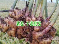 干姜塊價(jià)格_干姜塊價(jià)格/批發(fā)報(bào)價(jià)_干姜塊多少錢圖3