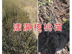 大理核桃苗品種*漾濞核桃袋裝苗銷售-核桃苗的產量圖3